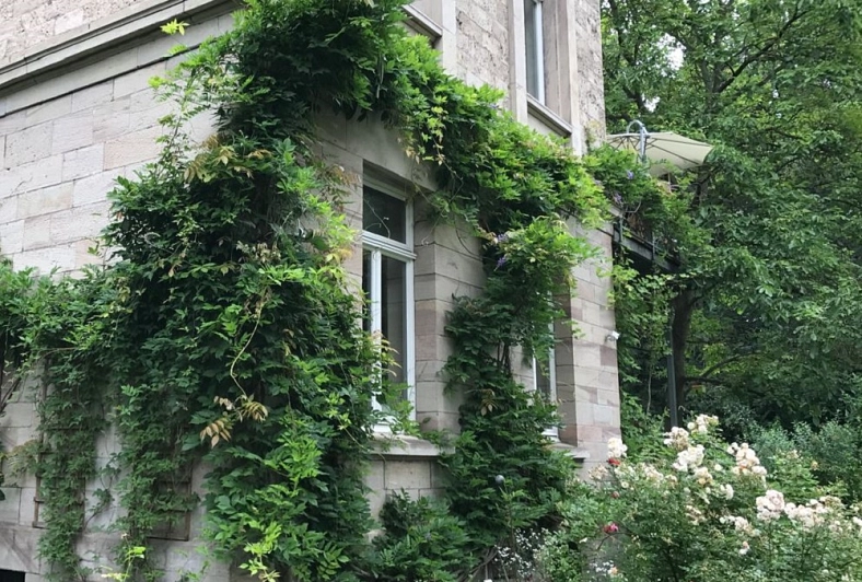 Fassadenbegrünung&nbsp;&copy;&nbsp;Stadt Göttingen