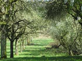 Allee mit Obstbäumen © Streuobstsolawi