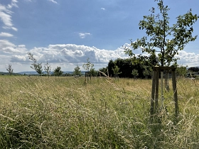 Streuobstwiese © Stadt Göttingen