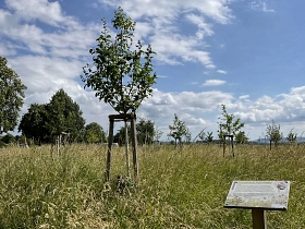 Streuobstwiese © Stadt Göttingen