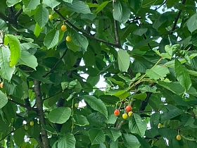 Streuobstwiese © Stadt Göttingen
