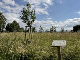 Streuobstwiese © Stadt Göttingen