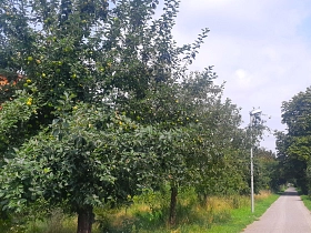 Weg mit Apfelbäumen © Stadt Göttingen